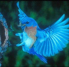 bluebird.jpg